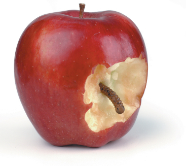 The Worm in the Apple of the Economy